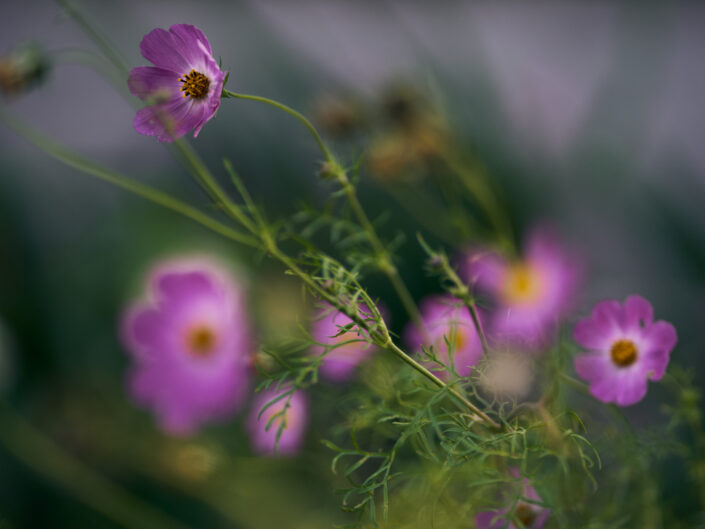 Jesienna sielanka na działce